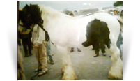 Old Henry (Palace Horse)
